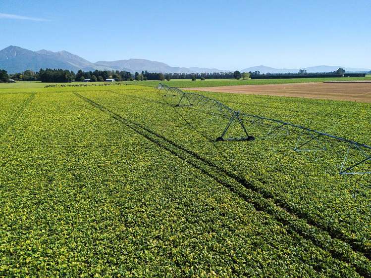 1710 Ealing Montalto Road Ashburton_8