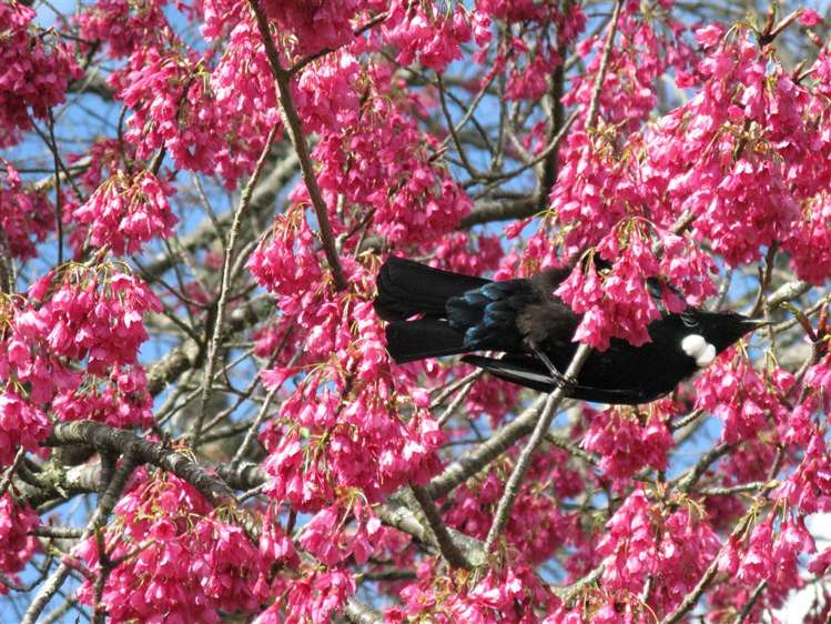 26 Greenhill Road Ngatimoti_46