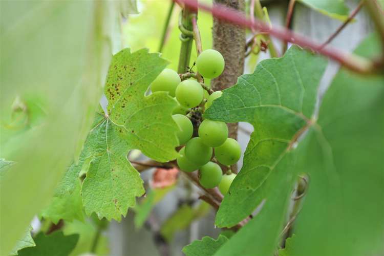 9 Totara Terrace Huntly_24