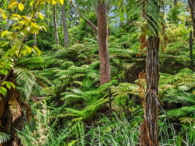 Lot 1/27 Riddell Road Kerikeri_3