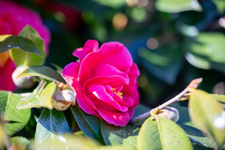 3 Dalton Crescent Dinsdale_28