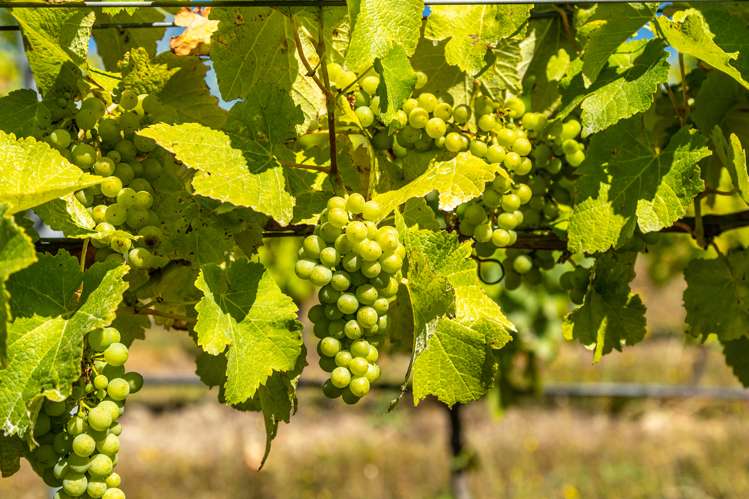 287 Brancott Road Fairhall_7