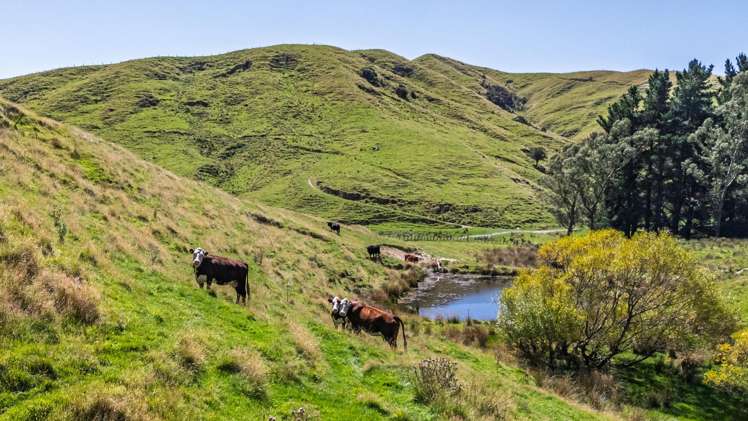 1823 Opaki Kaiparoro Road Mauriceville_14