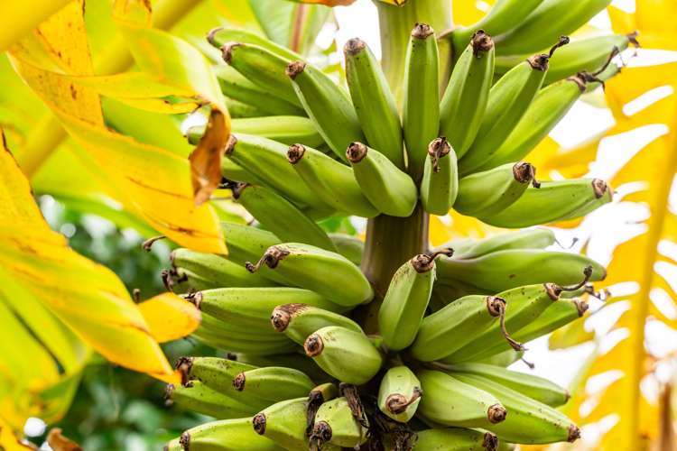 70 Ranfurly Street Dargaville_27