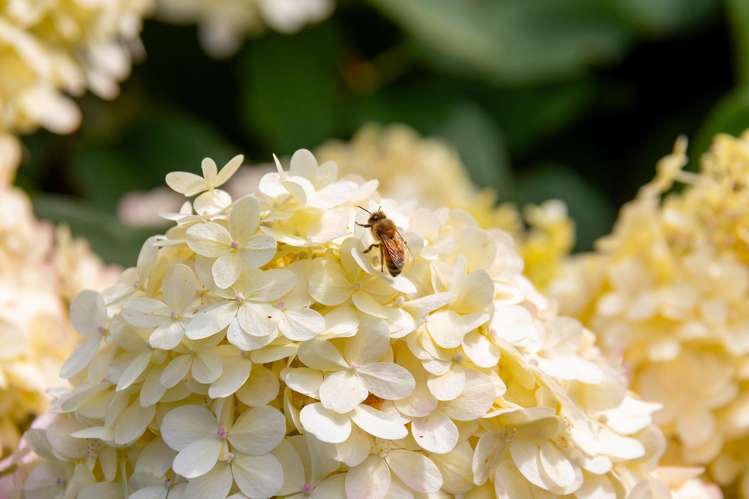 20 Whatman Avenue Masterton_28