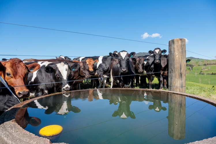 231A Morgan Road Matamata_9
