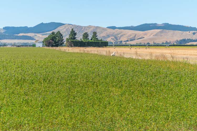 157 Georges Road Amberley_19