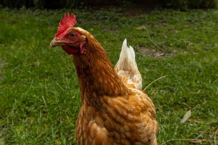 420 Wakamarina Road Canvastown_30