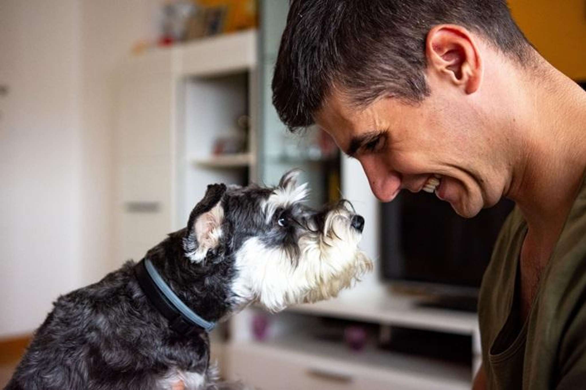 New Zealand’s most popular dogs revealed - and why housing has shaken up the list