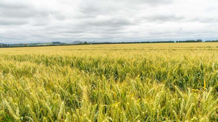 Waireka Road Darfield_18