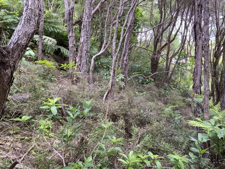 11 Nikau Street Duncan Bay_5