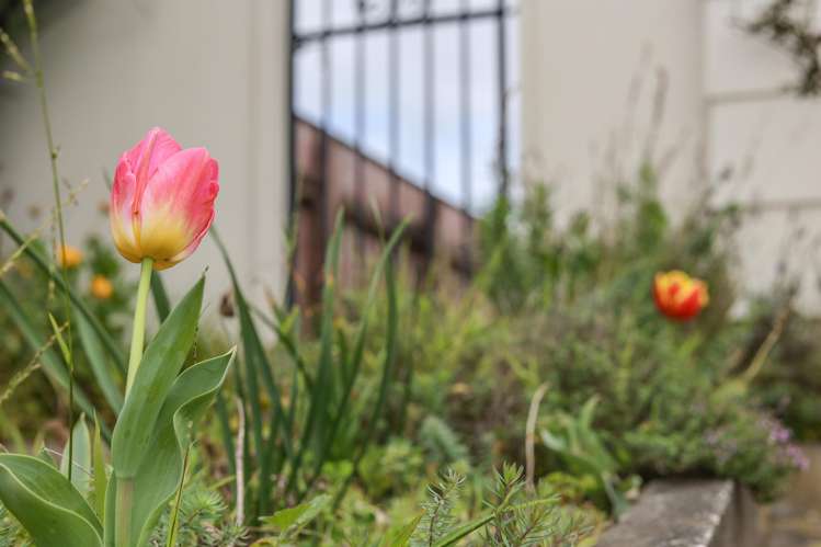 18 Vogel Street Levin_12