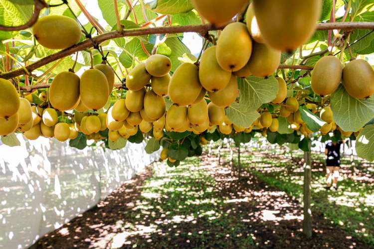 881b Te Matai Road Te Ranga_5