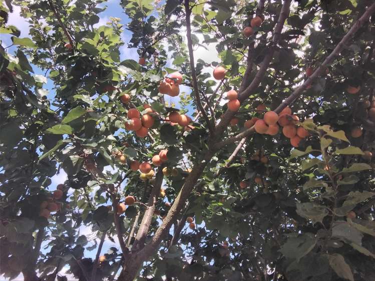 6 Magnetic Street Port Chalmers_29