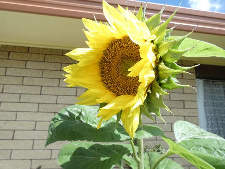 12a Kowhai Avenue Morrinsville_15