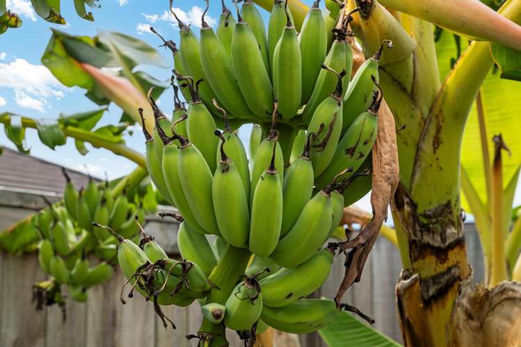 31 Te Wharo Drive Papamoa_15