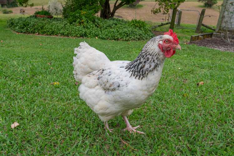 34 Sinclair Road Kaukapakapa_21