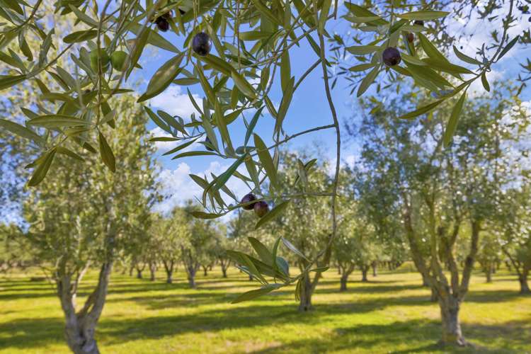 327 Georges Road Amberley_25