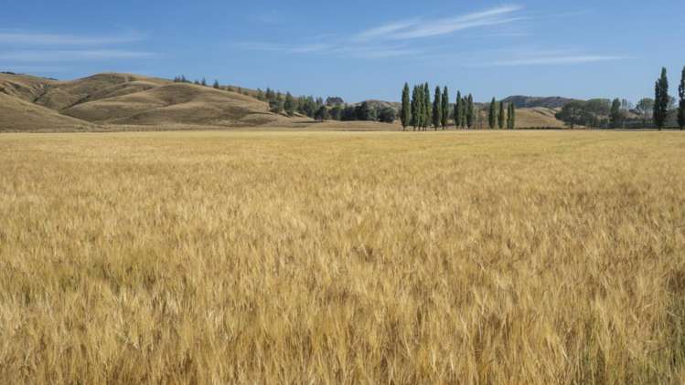 1231 Longbush Road Carterton_17