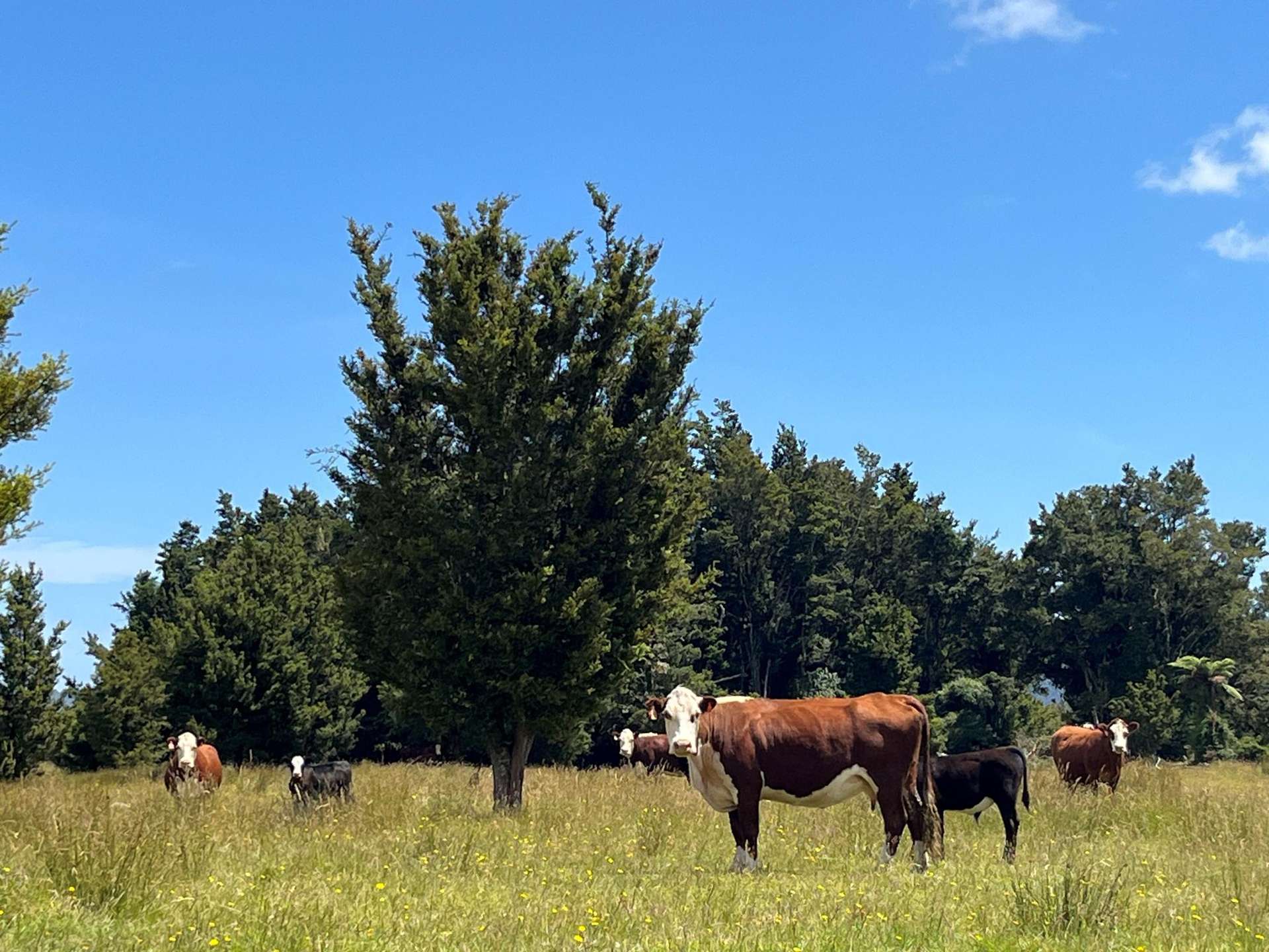 State Highway 6 Ross_0