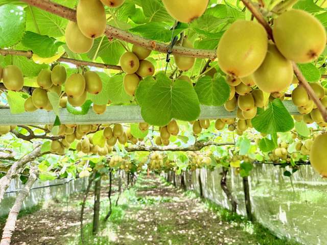 29 I'Anson Road Te Puna_1