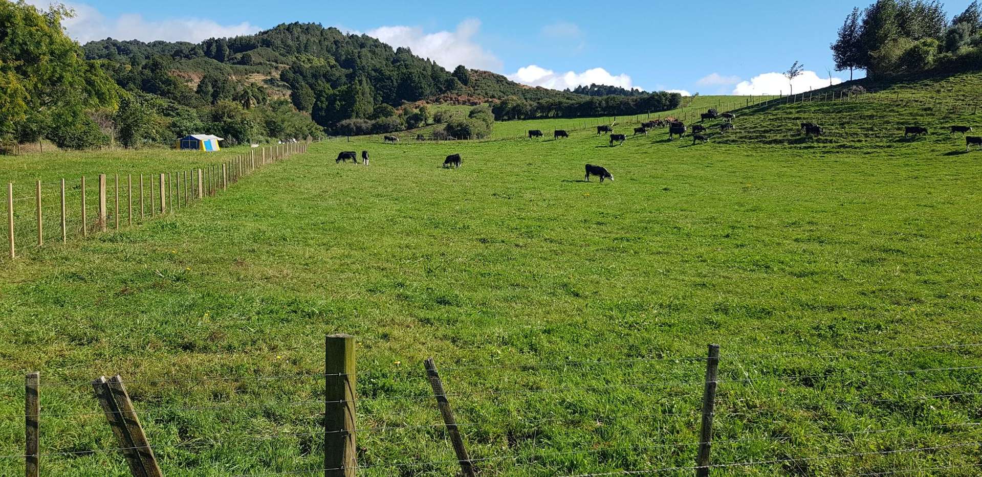 Princes Street Waikino_0