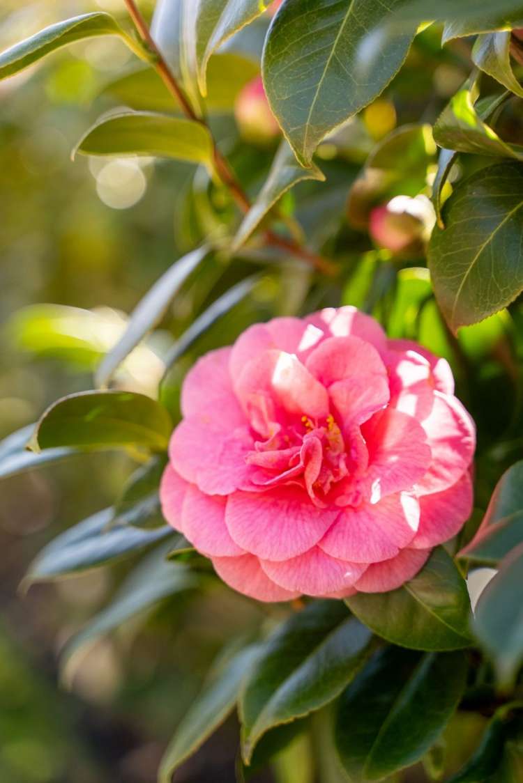 32/28 James Street Lincoln_18