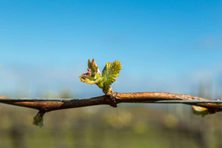 15 Boyces Road Rapaura_5