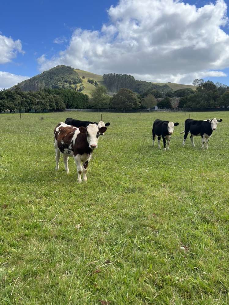 67 Millington Road Maunu_5