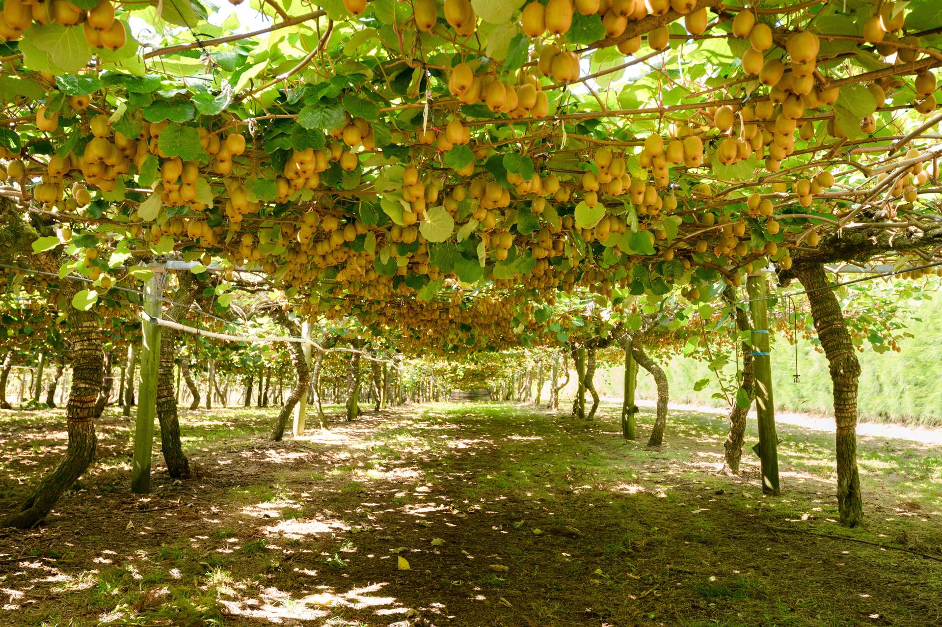 74 Waihi Beach Road Waihi Hauraki Rural Property For Sale One Roof