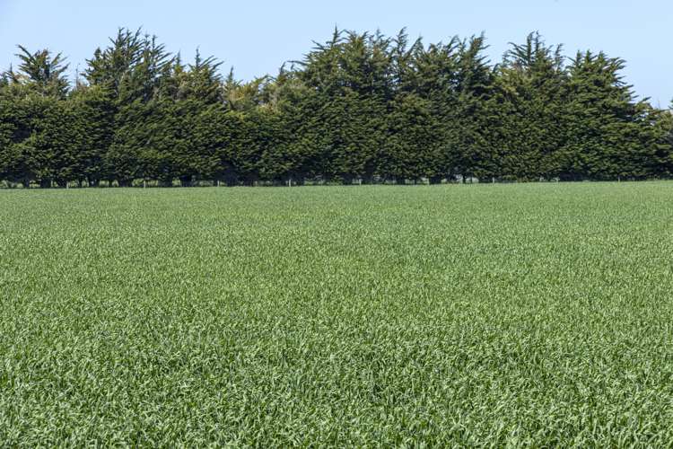 1394 Maronan Road Maronan_9