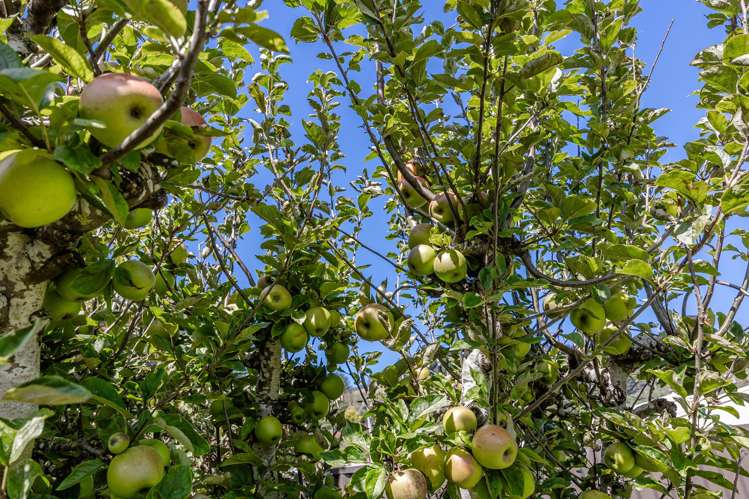 22 Ainslee Place North East Valley_22