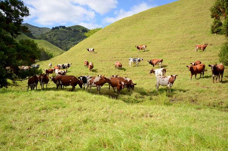 185 Takahue Saddle Road Takahue_19
