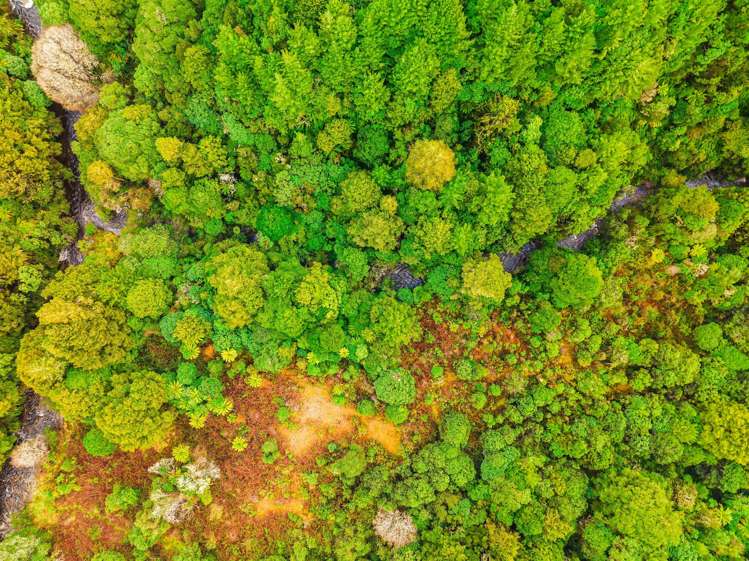 2005 Ongarue Stream Road Waimiha_23