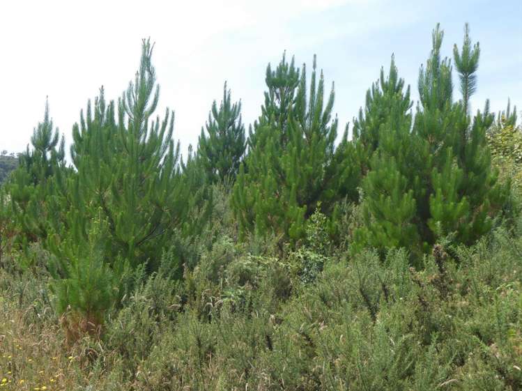 Camerons Road Marsden_0