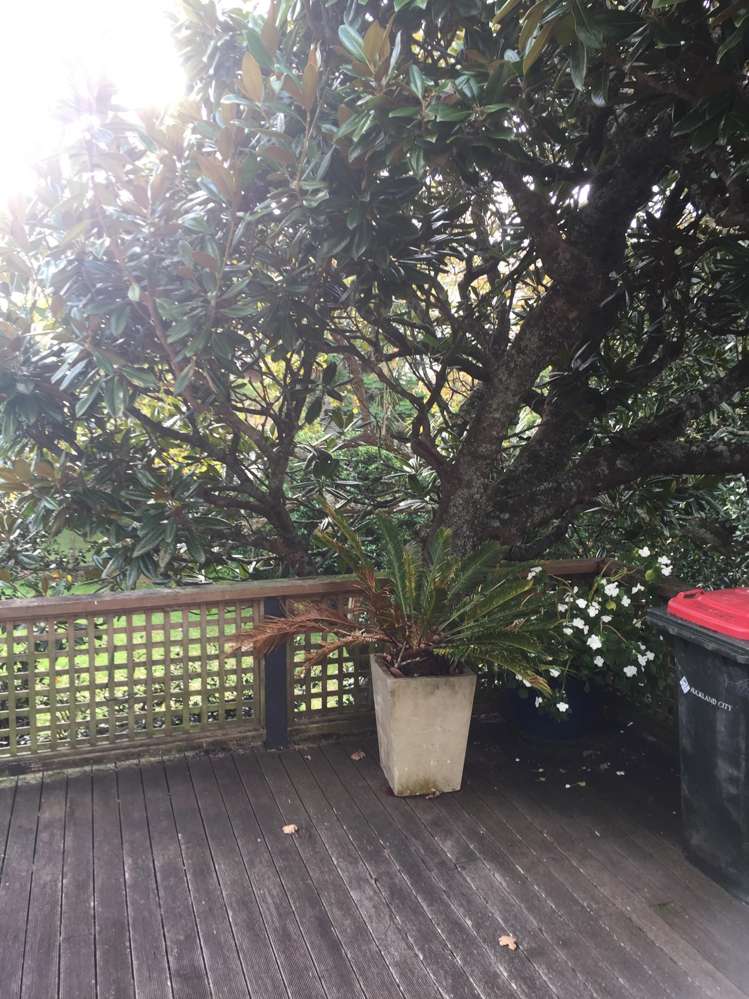 10b Ayr Street Parnell_12