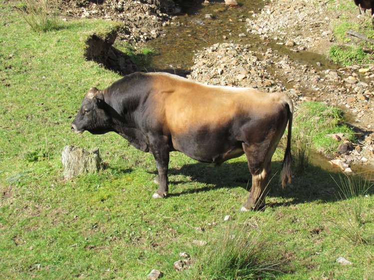 173 Luttrell Road Murupara Surrounds_9