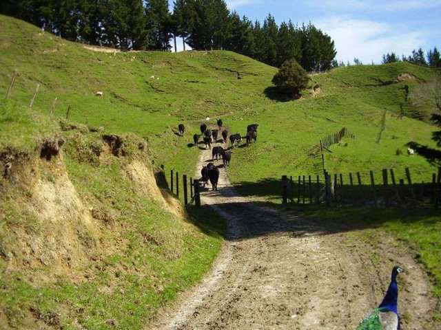 673 Hokoroa Road Tolaga Bay_4