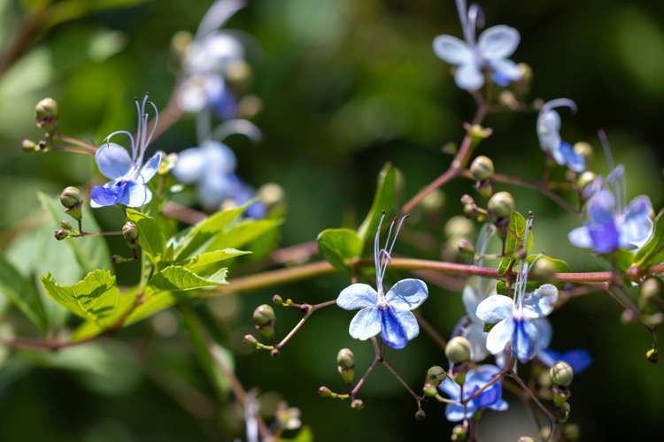 9B Edinburgh Street Pukekohe_19