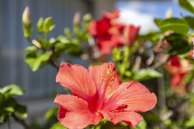 49 Andrew Street Waikanae_6