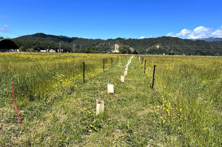 Gannon's Road Reefton_10