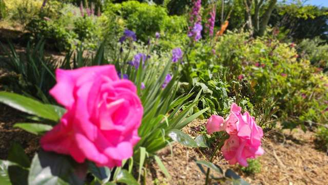 Lifestyle sanctuary, Te Puna gem