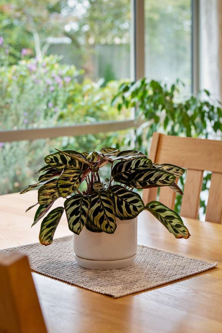 10 Warhol Place Rolleston_8