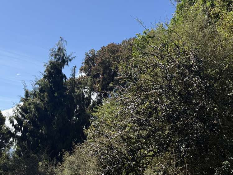 Harrington Mill Road Tahakopa_9