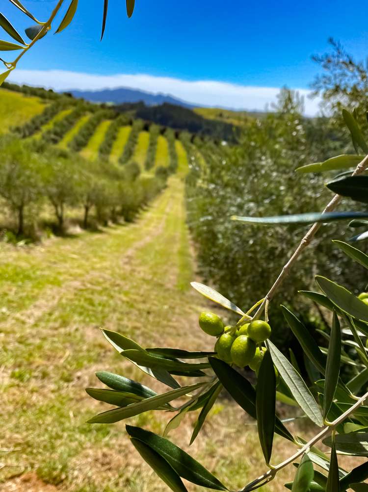 92 Frantoio Ridge Road Mangonui_20