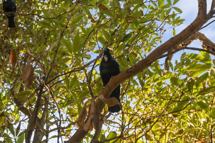 137 Coromandel Street Newtown_20