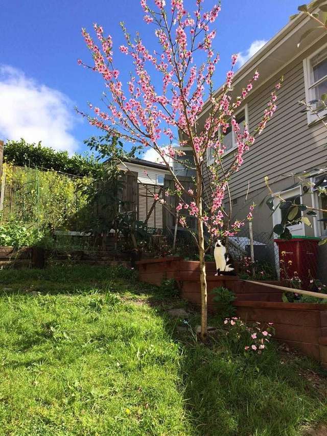 36B Gibraltar Street Howick_1