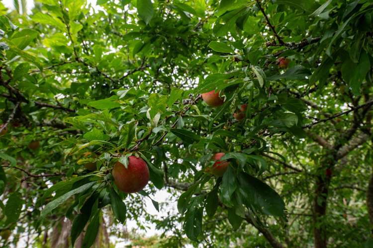 8B Argus Street Sunnybrook_15