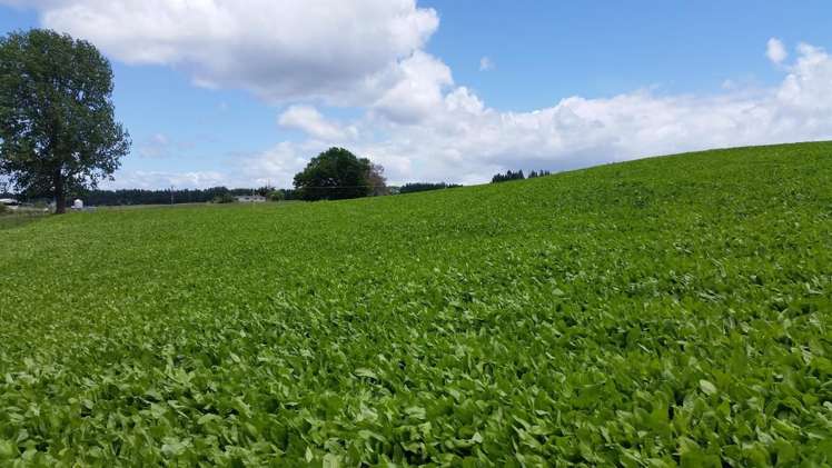 851 Hutchinson Road Morrinsville_8