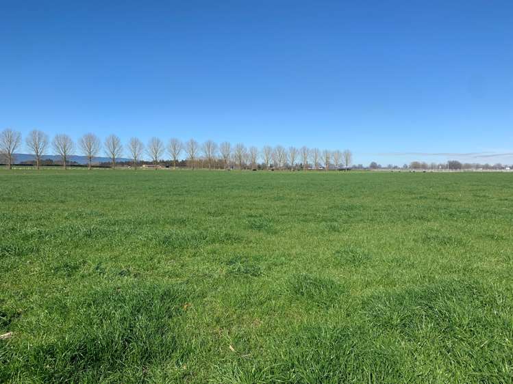 Banks Road Matamata_6